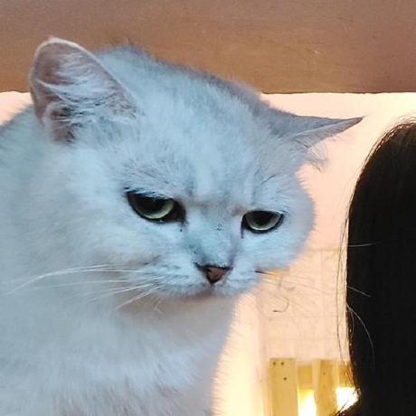 Trungkienit25 Nguyen Trung Kien Github - Vintage Art Collection - Mobile Quality