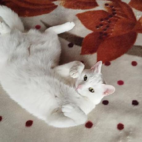 Ivandavidsierra Ivan Sierra Github - Premium Nature Wallpaper Gallery - Desktop