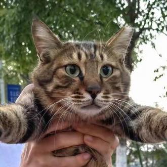 Johnnny Uziel Github - Download Amazing Vintage Image | Full HD