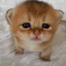 Illegal Items Datapack Minecraft Data Pack - Ultra HD Geometric Backgrounds for Desktop