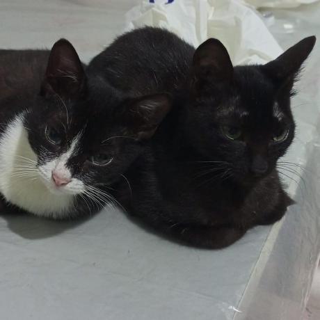 Github Alisaextra Nmn - Stunning Landscape Background - HD