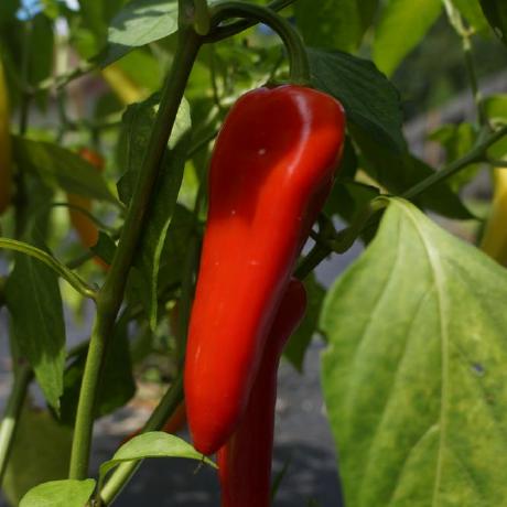 Springerjordan Jordan Springer Github - Desktop Dark Pictures for Desktop