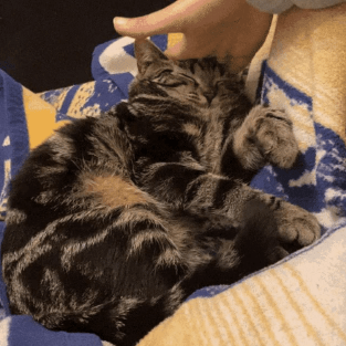 Cyruscore Abram Satria Github - Premium Landscape Art Gallery - Mobile