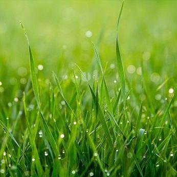 Github Lbrlabs Grass Personal A Grass Implementation - Download Perfect Nature Wallpaper | Full HD