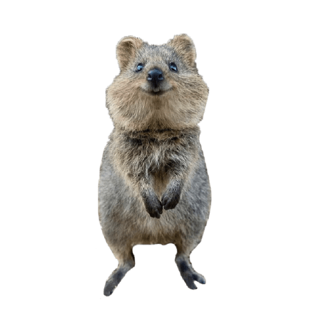 Github Chadfitz Quokka - Premium Ocean Pattern Gallery - HD