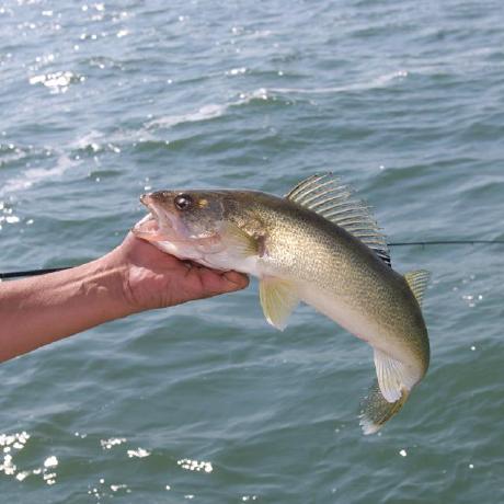 Thomas Creel Github - Download Ultra HD Minimal Design | Retina