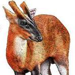 Github Yinyuan 001 Muntjac Code - Gradient Picture Collection - Ultra HD Quality