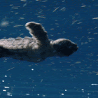 Github Twilight2001 Culturellm - Abstract Images - Perfect Ultra HD Collection