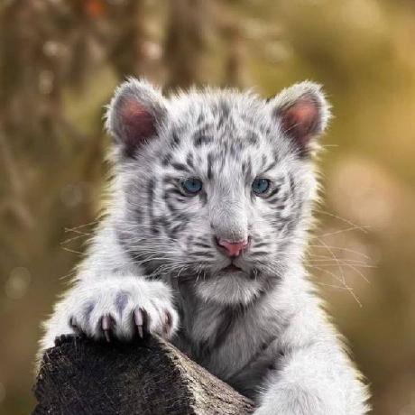 Nakschou Justin Github - Nature Picture Collection - Ultra HD Quality