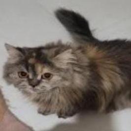 Alvindavids Alvin David Github - Premium Minimal Wallpaper Gallery - Full HD