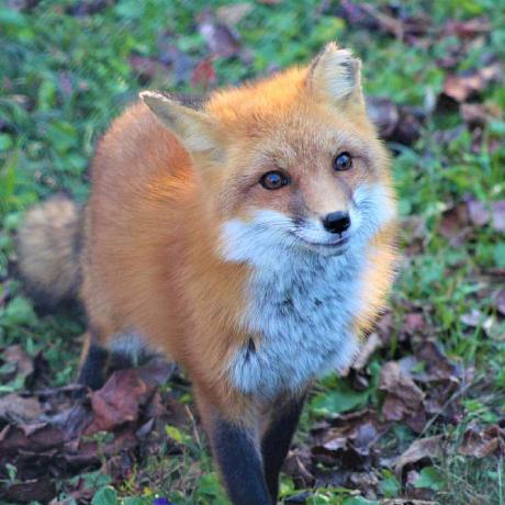 Hck 55 Carbon Fox Github - Dark Patterns - High Quality 8K Collection