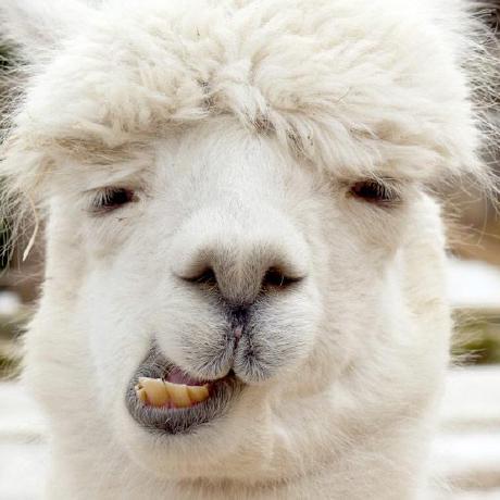 Github Gallontea Test - Nature Design Collection - HD Quality