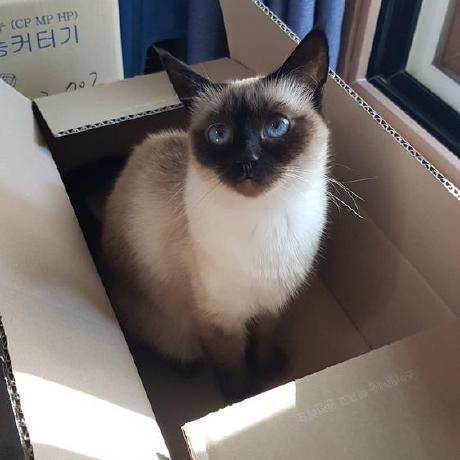 Synergie Solution Maono Gie Github - Dark Background Collection - Retina Quality