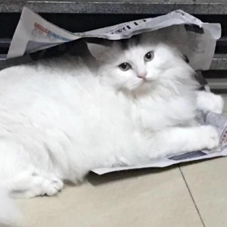 Lc Sar Ling Chang Github - Download Gorgeous Gradient Picture | Full HD