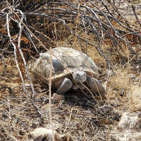 Aged Anderson Github - Classic Colorful Illustration - 4K