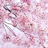 Springroadmap Study Github - Nature Pattern Collection - Retina Quality