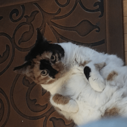 Github Olafyii Motion Transfer - High Resolution Light Textures for Desktop