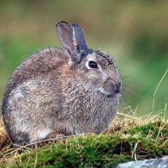 Rapping Rabbits Github - Ocean Image Collection - HD Quality