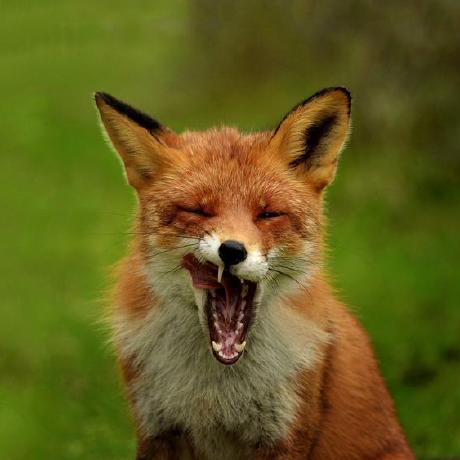 Arctic Foxes Github - Premium Ocean Design Gallery - Retina