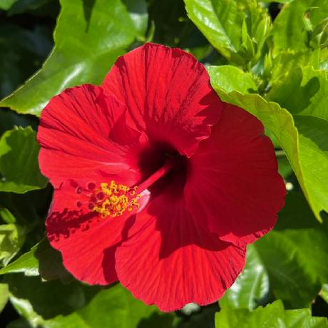 Murakami5253161 Murakami Github - Creative Mountain Design - Full HD