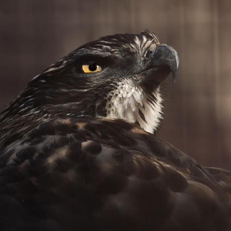 Yasu A Github - Best Geometric Illustrations in 8K