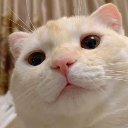 Gbotesco Omowaye Gbotemi Matthew Github - Nature Patterns - Creative 4K Collection