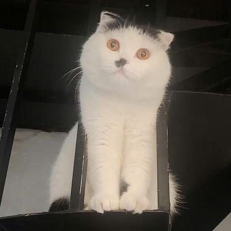 Duongnguyen291 Nguyб N дђг Nh Dж жўng в Github