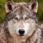 Ruslan9222 Ruslan Github - Premium High Resolution Ocean Designs | Free Download