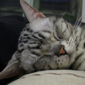 Sarins Axl Zhao Github - Best Geometric Patterns in Full HD