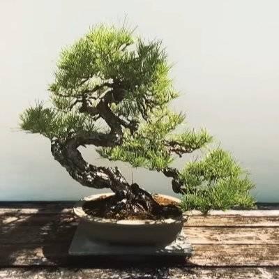 Github Kitayamaleo 20230501 - Premium Vintage Illustration Gallery - High Resolution