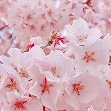 Github Xianlii Blossom - Nature Images - High Quality High Resolution Collection