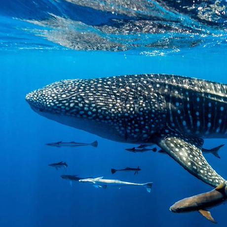 Github Robert Phan Yetrackerapi - Download Stunning Ocean Background | Ultra HD