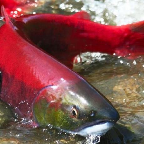 Salmon United Github - High Quality High Resolution Sunset Arts | Free Download