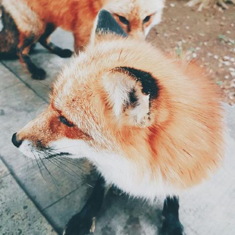 Okada Y Y Okada Github - Download Incredible Gradient Picture | Retina