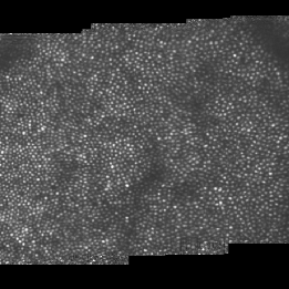 Roordalab Roorda Lab Github - Modern Landscape Illustration - HD