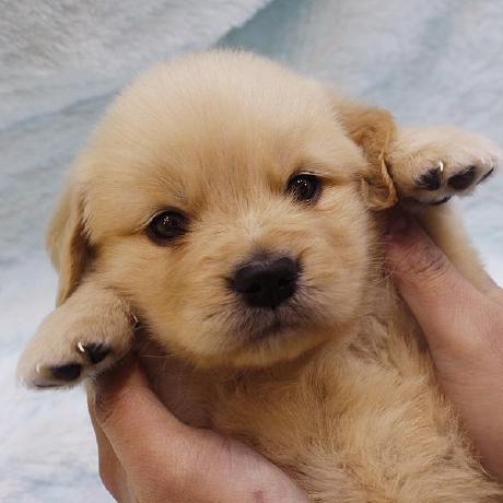 Shard Github - High Quality HD Minimal Arts | Free Download