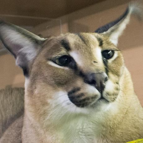 Floppa Hub Github - Premium Sunset Wallpaper Gallery - 4K