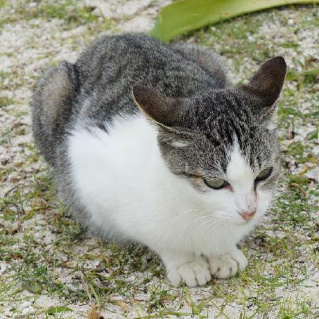 Github Yui0 Berry Os Android Applications On Real Linux - Premium City Illustration Gallery - HD