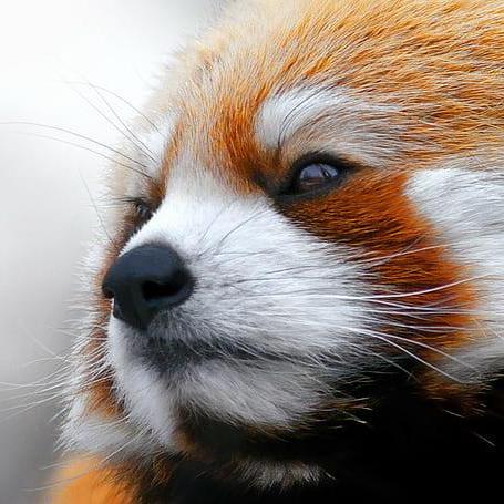 Issue 84 Ranxian Xv6 Chinese Github - Professional 8K Nature Illustrations | Free Download