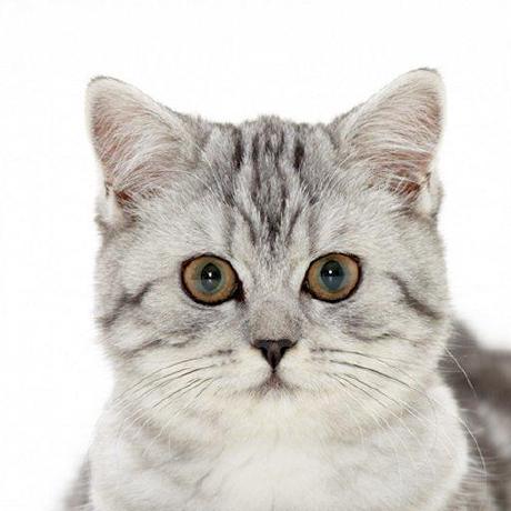 Github Meowlala Stageapi Obsolete Api For Adding New Stages To The - Premium Light Texture Gallery - Mobile