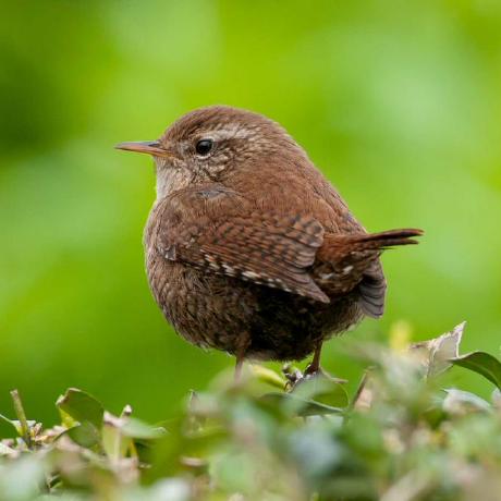 Britter Benedikt Ritter Github - Mountain Background Collection - 4K Quality