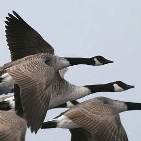 Goose Bong Github - Download Incredible Minimal Pattern | Full HD