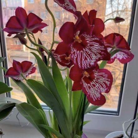 Bayan1372 Bayan Github - Premium Light Illustration - Full HD