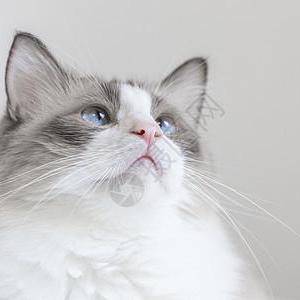 Github Hicoldcat Wecat Demo - Light Backgrounds - Stunning Retina Collection