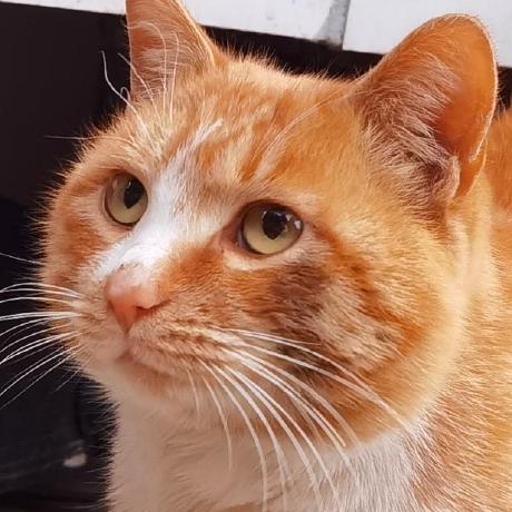 Layeyo Yangyang Lei Github - Download Professional Geometric Picture | HD