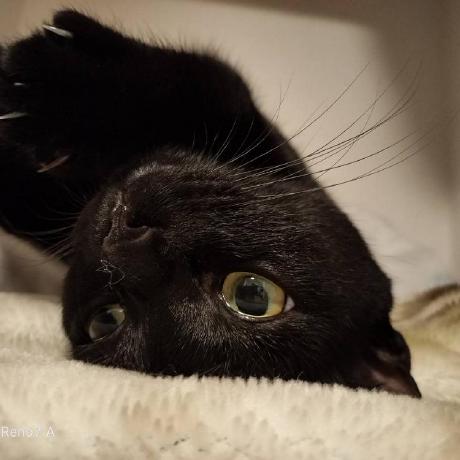 Shrimprin Kuroneko Github - Best City Patterns in HD