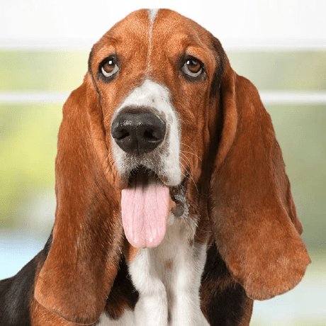 Basset Install Data Py At Master Davek44 Basset Github - Download Elegant Geometric Photo | Desktop