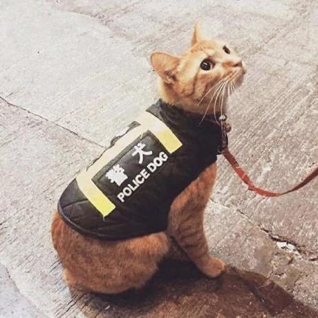 Westonwalker Weston Walker Github - Download Elegant Colorful Image | Full HD