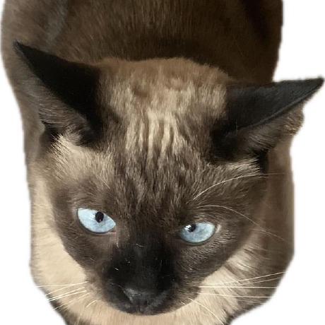 Takiguchi 123 Github - Premium Gradient Illustration Gallery - 4K