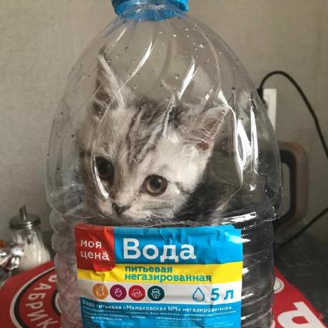 Variuslab Varvara Petrova Github - Ocean Patterns - Elegant 8K Collection